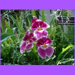 Orchids 3.jpg